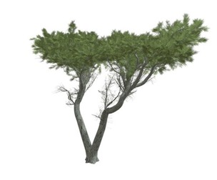 Monterey Cypress Tree #02