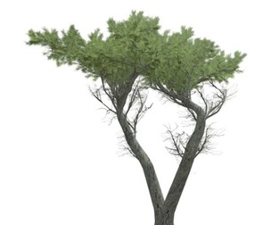 Monterey Cypress Tree #03