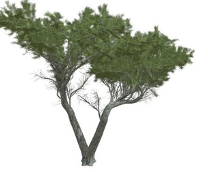 Monterey Cypress Tree #04