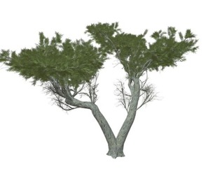 Monterey Cypress Tree #05