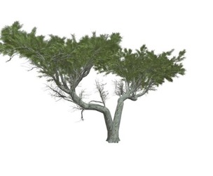 Monterey Cypress Tree #06