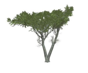 Monterey Cypress Tree #07