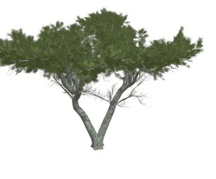 Monterey Cypress Tree #08