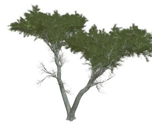 Monterey Cypress Tree #09
