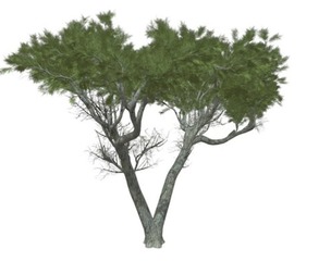 Monterey Cypress Tree #10