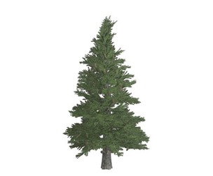Norway Spruce Tree #01