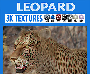 Leopard