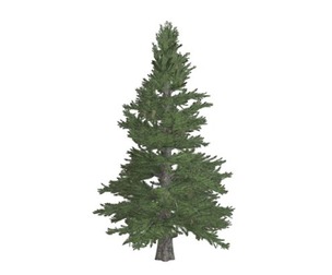 Norway Spruce Tree #02