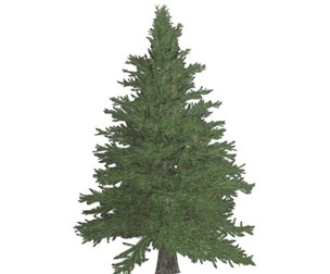 Norway Spruce Tree #03