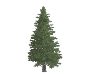 Norway Spruce Tree #04