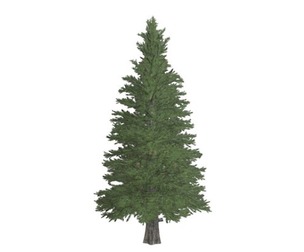 Norway Spruce Tree #05