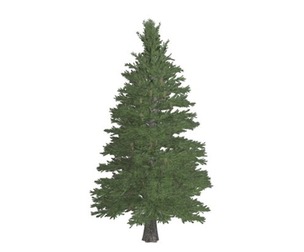Norway Spruce Tree #06