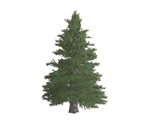 Norway Spruce Tree #07