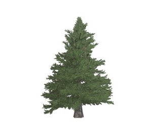 Norway Spruce Tree #08