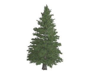 Norway Spruce Tree #09