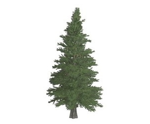 Norway Spruce Tree #10