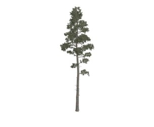 Scots Pine Tree #01