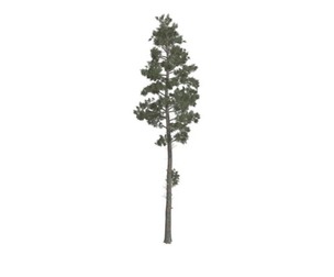 Scots Pine Tree #02