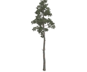 Scots Pine Tree #03