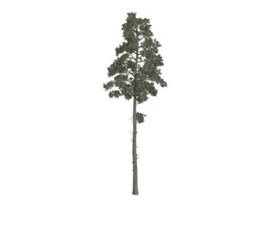 Scots Pine Tree #04