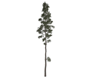 Scots Pine Tree #05