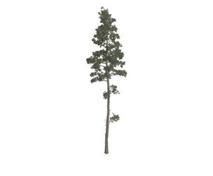 Scots Pine Tree #06