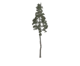 Scots Pine Tree #07