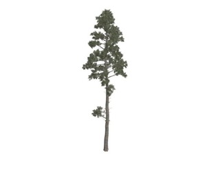 Scots Pine Tree #08