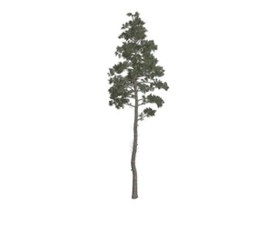 Scots Pine Tree #09