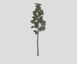 Scots Pine Tree #10