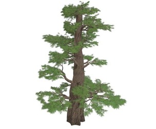Western Juniper Tree #01