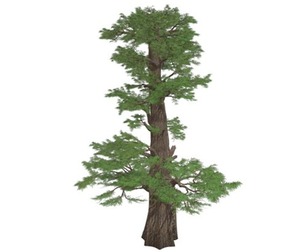 Western Juniper Tree #02