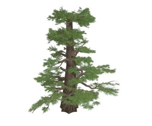 Western Juniper Tree #03
