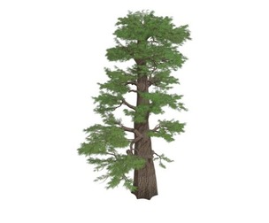 Western Juniper Tree #04