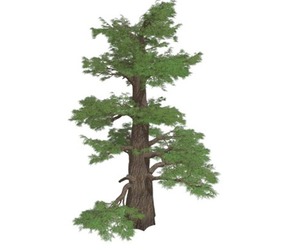 Western Juniper Tree #05