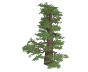 Western Juniper Tree #06