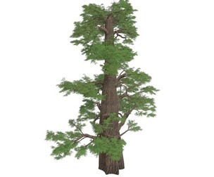 Western Juniper Tree #07
