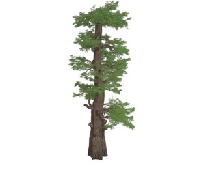 Western Juniper Tree #08