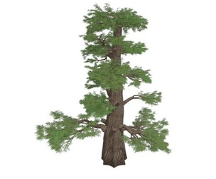 Western Juniper Tree #09