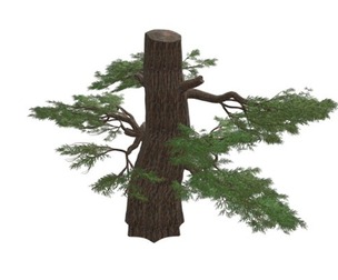Western Juniper Tree #10