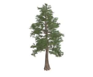 Western Red Cedar Tree #01