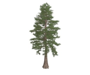 Western Red Cedar Tree #02