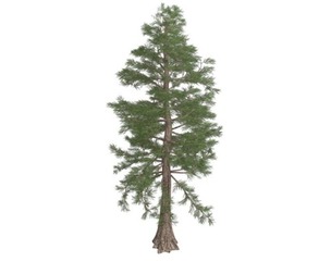 Western Red Cedar Tree #03