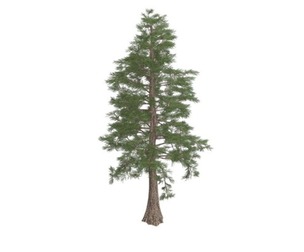 Western Red Cedar Tree #04