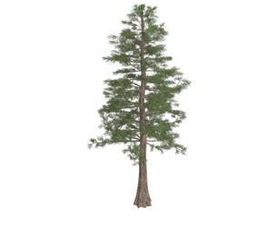 Western Red Cedar Tree #05