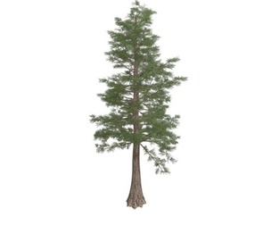 Western Red Cedar Tree #06