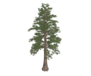 Western Red Cedar Tree #07