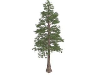 Western Red Cedar Tree #08