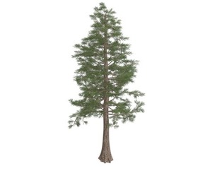 Western Red Cedar Tree #09