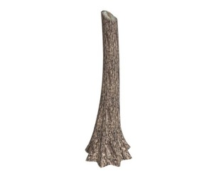 Western Red Cedar Tree #10 - Tree Stump